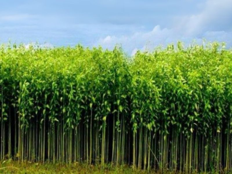 পাট চাষে খরচ বেড়েছে ৩০%, লাভের আশা ক্ষীণ
